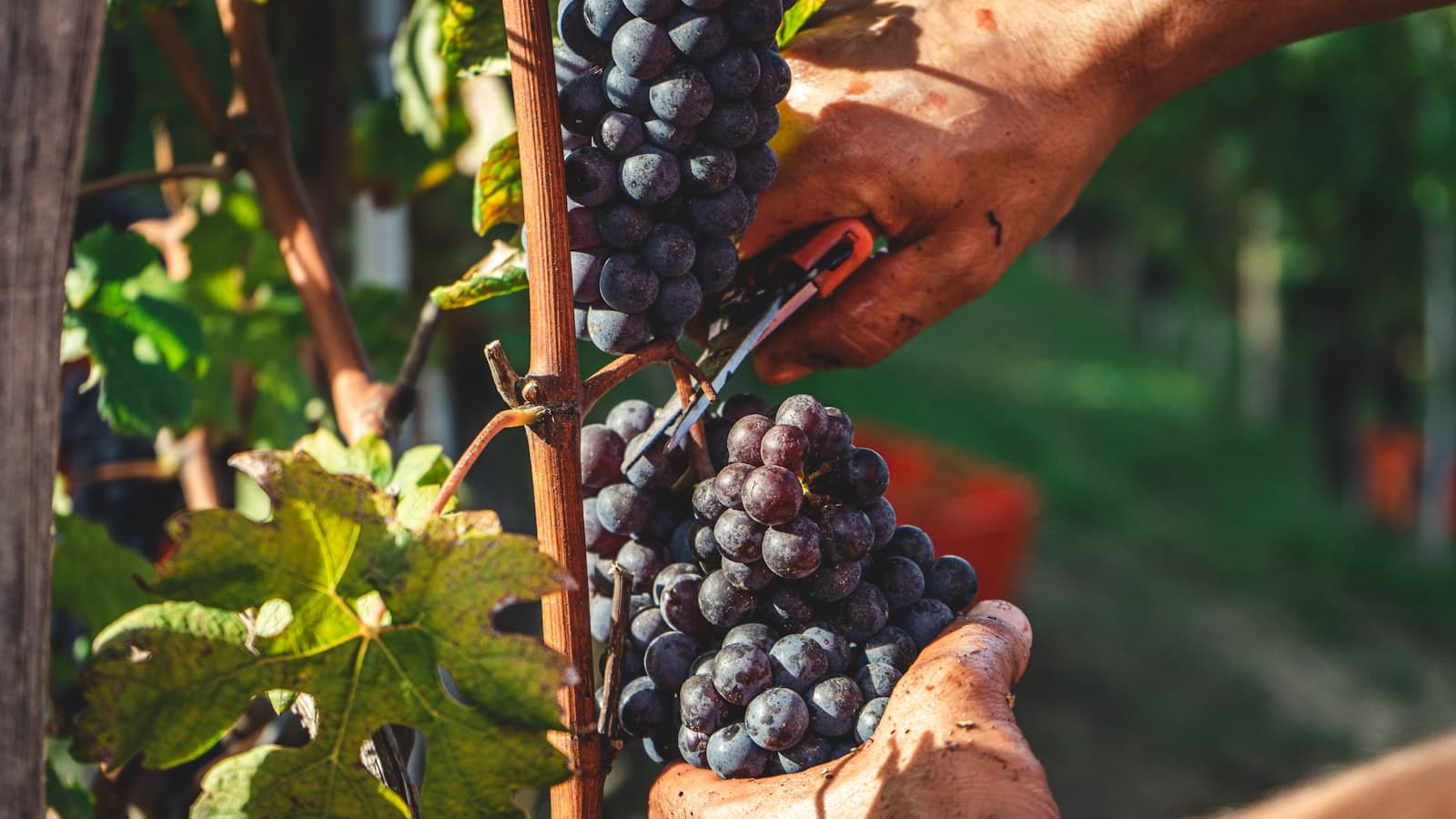 Hands cutting a bunch of Nebbiolo grapes from the vine
