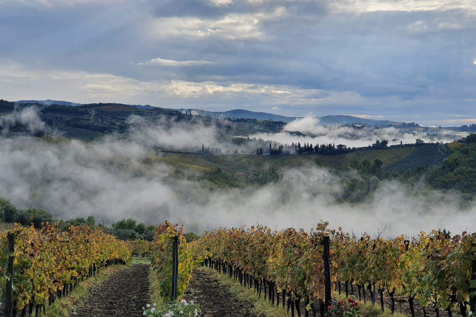 Mist lying over vineyard rows in the early morning