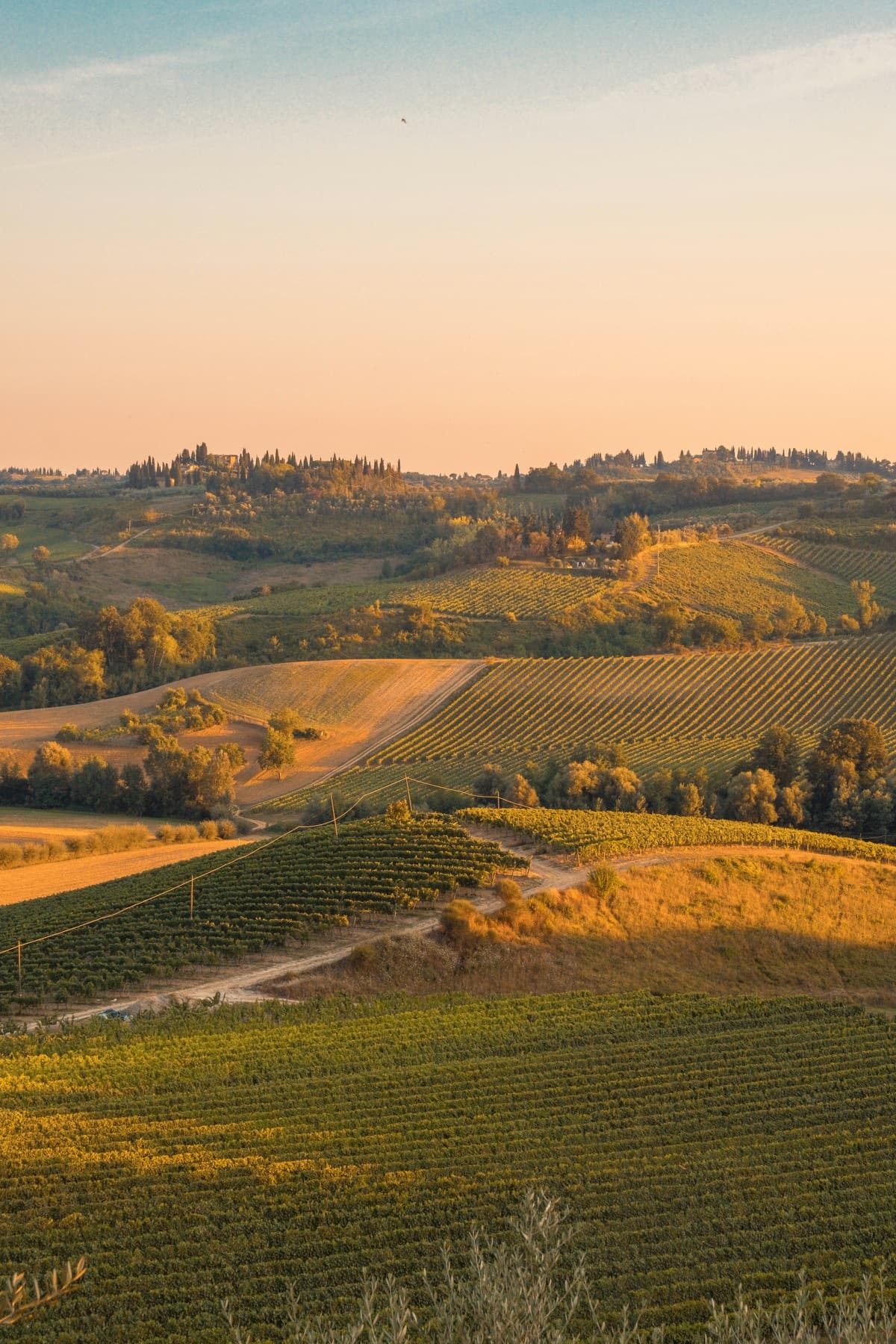Rolling vineyard hills under a warm golden-hour sky